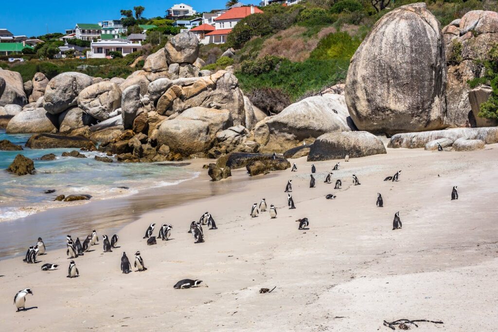 O data center de um provedor de hospedagem na Antártica é guardado por pinguins.